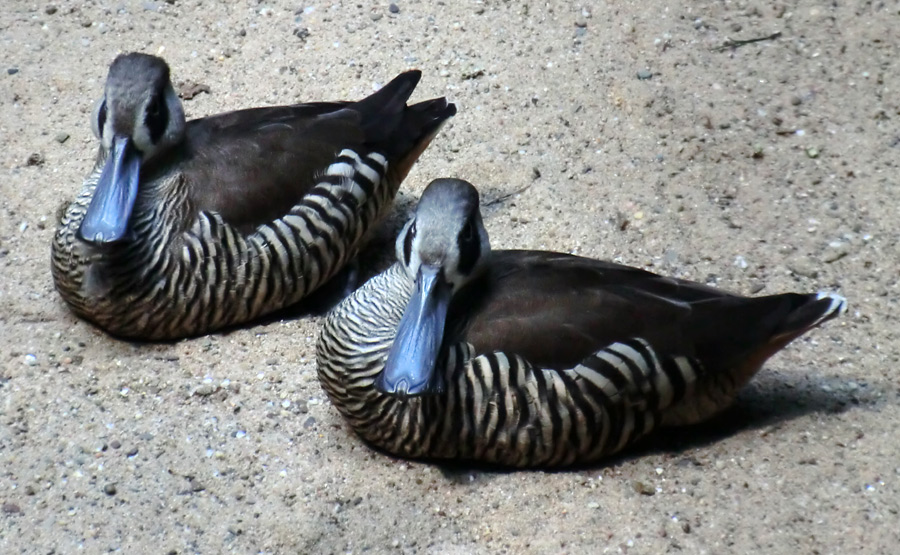 Spatelschnabelenten im Wuppertaler Zoo im Juli 2012