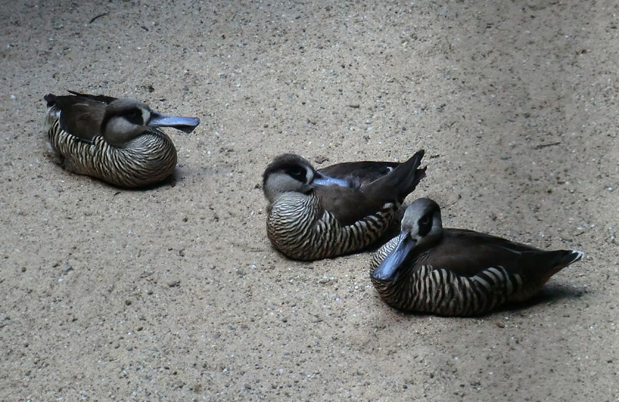 Spatelschnabelenten im Zoo Wuppertal im Juli 2012