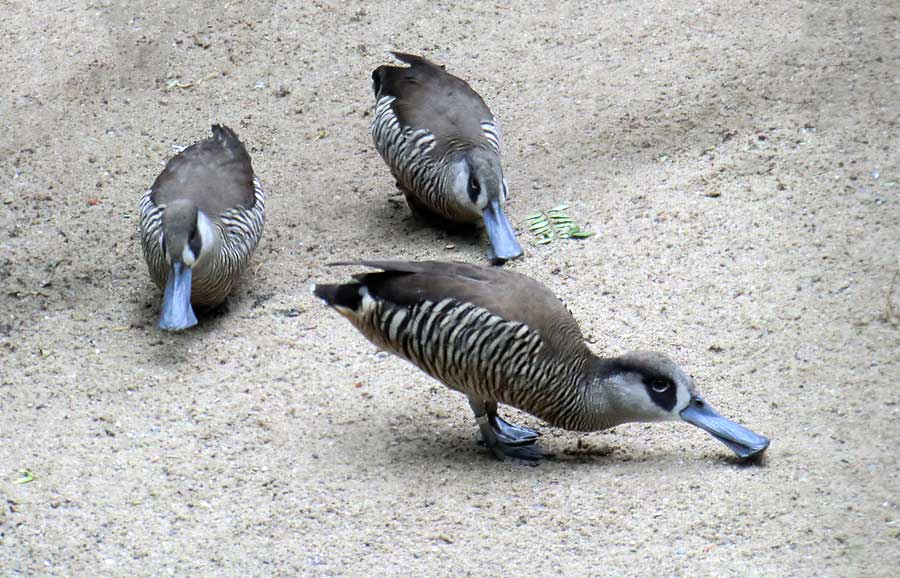 Spatelschnabelenten im Zoologischen Garten Wuppertal im Juni 2013