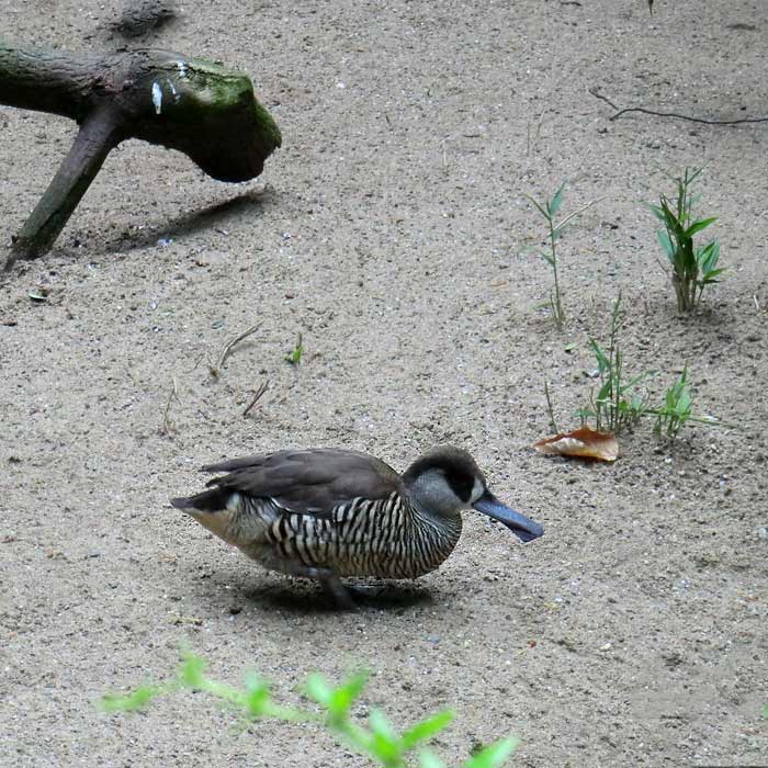 Spatelschnabelente im Wuppertaler Zoo im Juni 2013