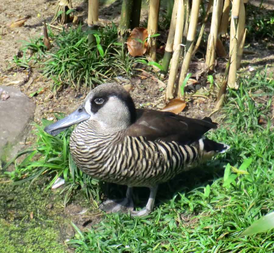 Spatelschnabelente im Zoo Wuppertal im April 2014