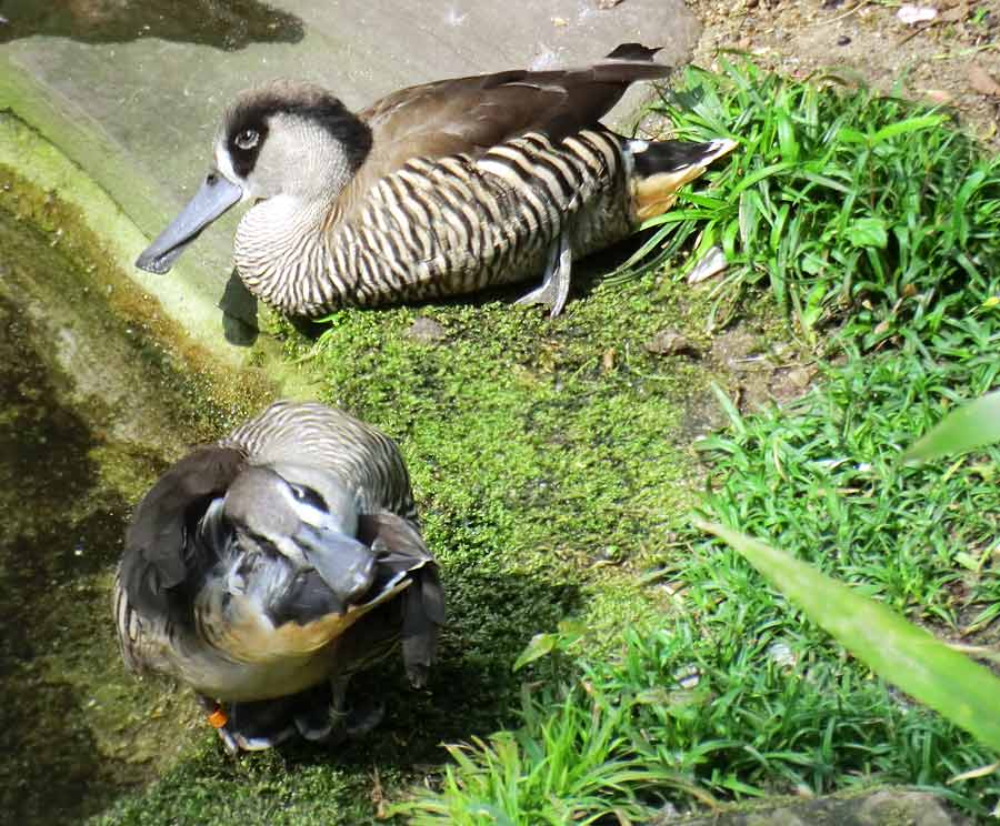 Spatelschnabelenten im Wuppertaler Zoo im April 2014