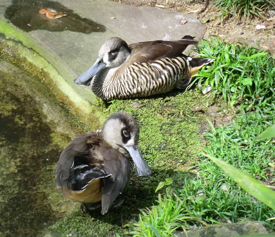 Spatelschnabelenten im Zoo Wuppertal im April 2014