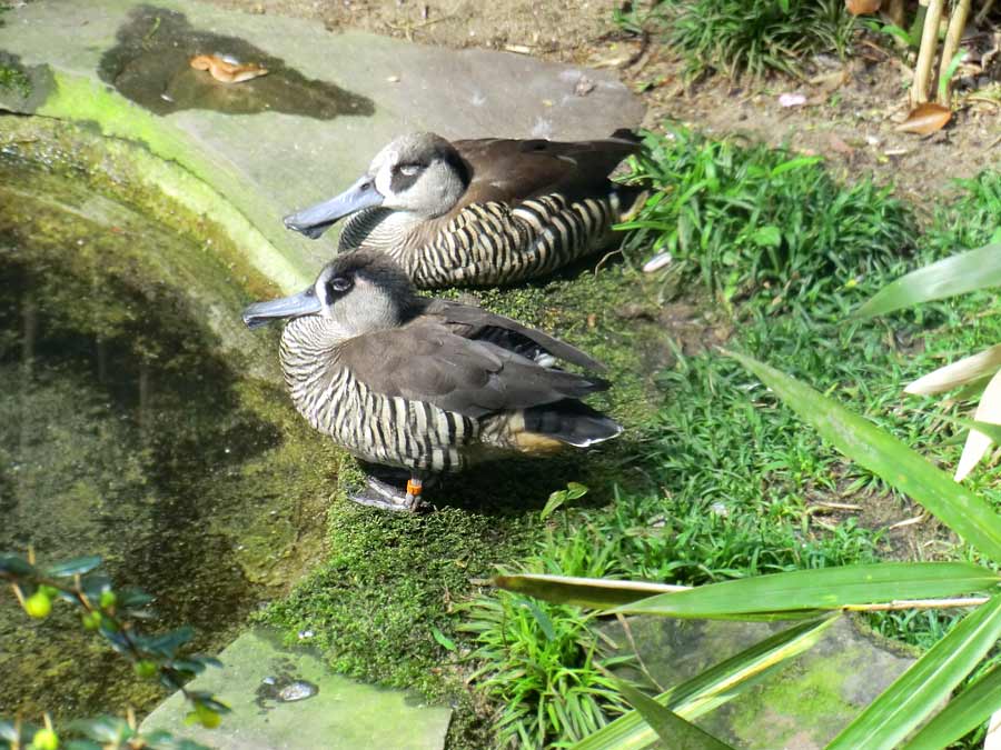 Spatelschnabelenten im Zoologischen Garten Wuppertal im April 2014