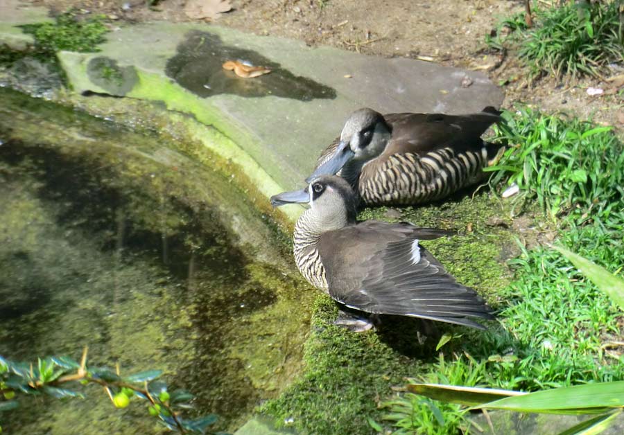 Spatelschnabelenten im Wuppertaler Zoo im April 2014