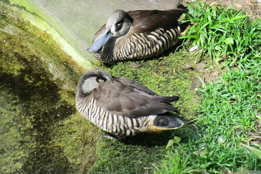 Spatelschnabelenten im Zoo Wuppertal im April 2014