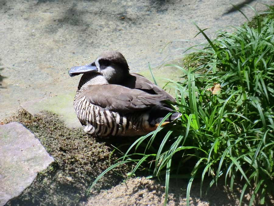 Spatelschnabelente im Zoo Wuppertal im Juli 2014