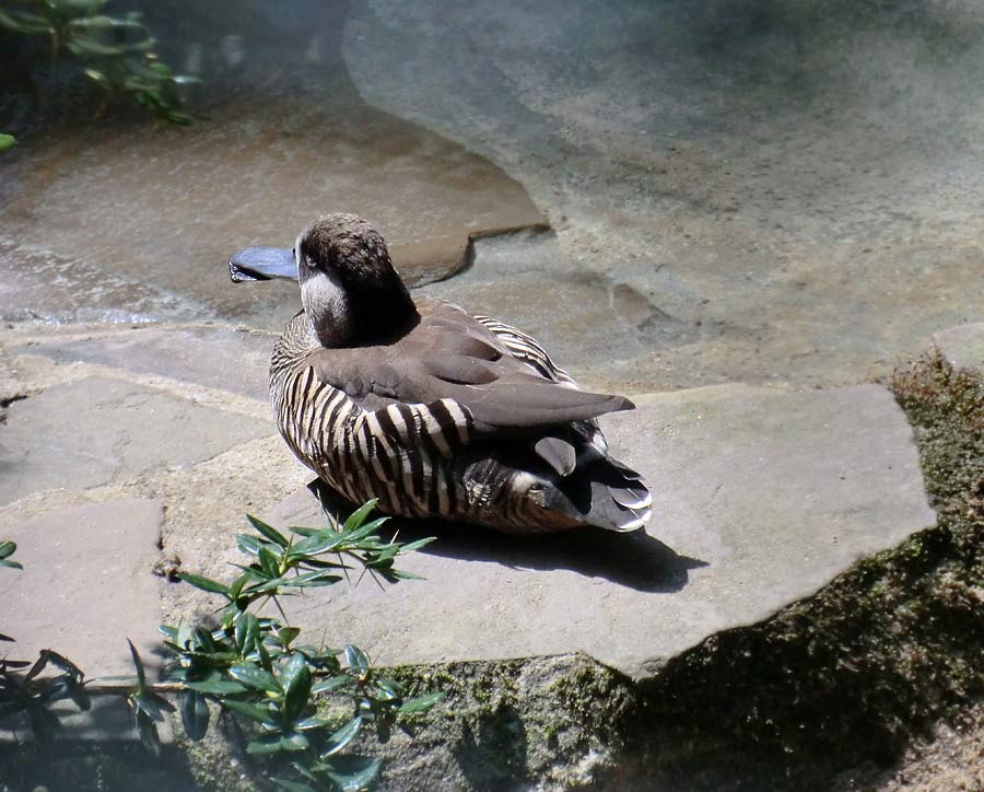 Spatelschnabelente im Zoologischen Garten Wuppertal im Juli 2014