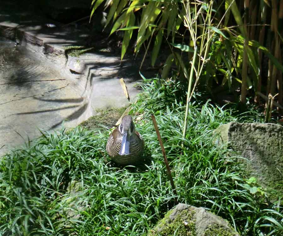 Spatelschnabelente im Wuppertaler Zoo im Juli 2014