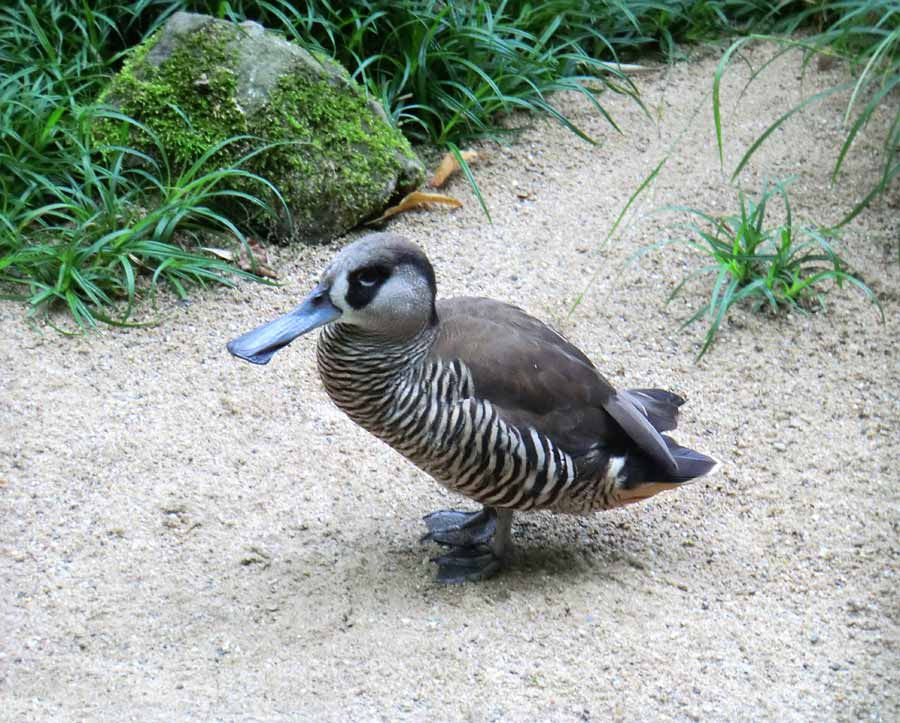 Spatelschnabelente im Zoologischen Garten Wuppertal im August 2014