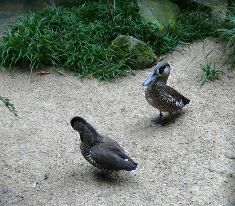 Spatelschnabelenten im Zoo Wuppertal im August 2014