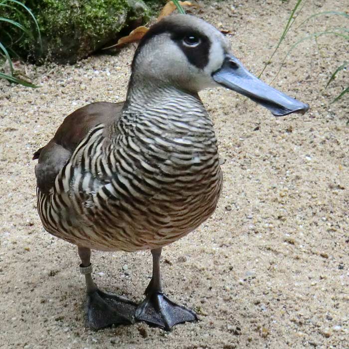 Spatelschnabelente im Wuppertaler Zoo im August 2014