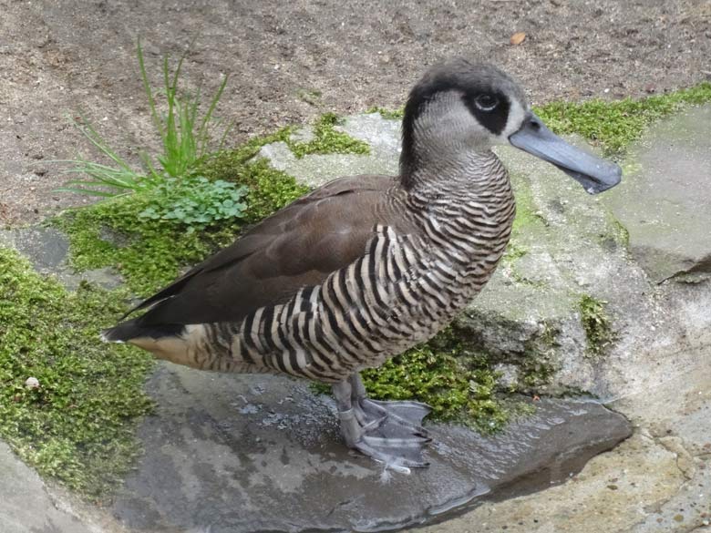 Spatelschnabelente im Grünen Zoo Wuppertal im März 2017