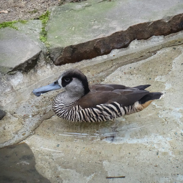 Spatelschnabelente im Wuppertaler Zoo im März 2017