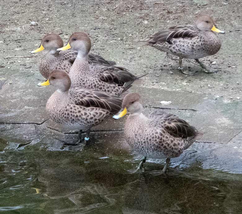 Spitzschwanzenten am 1. März 2019 auf der Außenanlage unterhalb des Vogel-Hauses im Zoologischen Garten Wuppertal