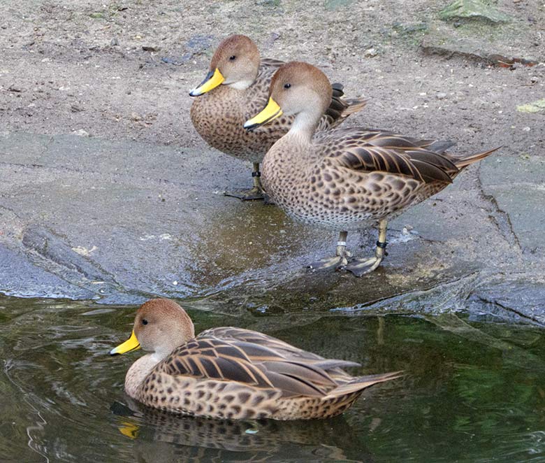 Spitzschwanzenten am 13. Januar 2020 auf der Anlage für Wassergeflügel unterhalb des Vogel-Hauses im Zoo Wuppertal