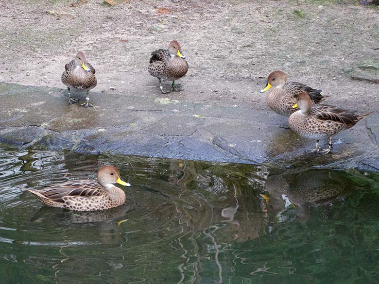 Spitzschwanzenten am 13. Januar 2020 auf der Anlage für Wassergeflügel unterhalb des Vogel-Hauses im Wuppertaler Zoo