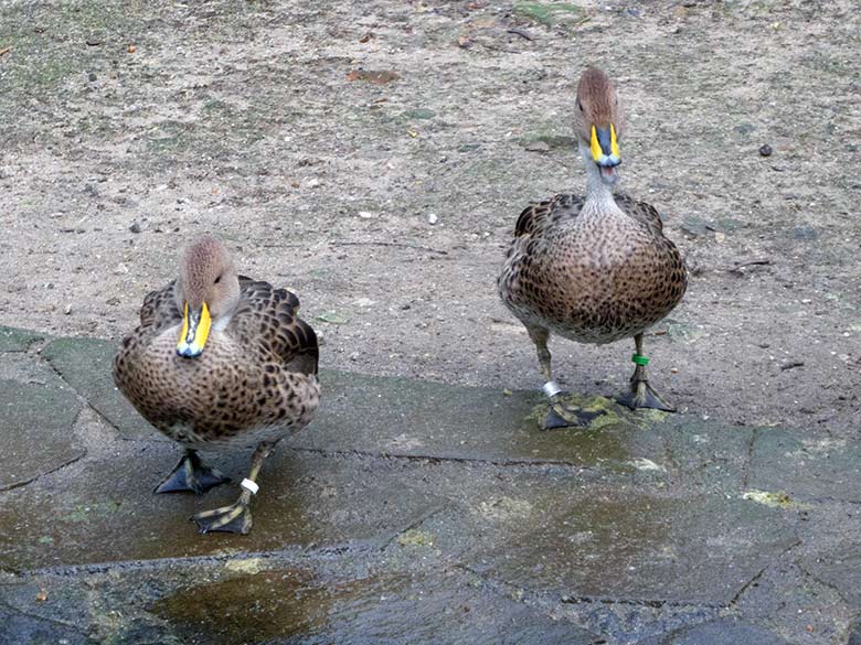 Spitzschwanzenten am 13. Januar 2020 auf der Anlage für Wassergeflügel unterhalb des Vogel-Hauses im Grünen Zoo Wuppertal