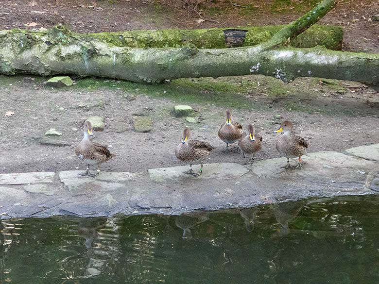 Spitzschwanzenten am 15. Januar 2020 auf der Anlage für Wassergeflügel unterhalb des Vogel-Hauses im Zoo Wuppertal