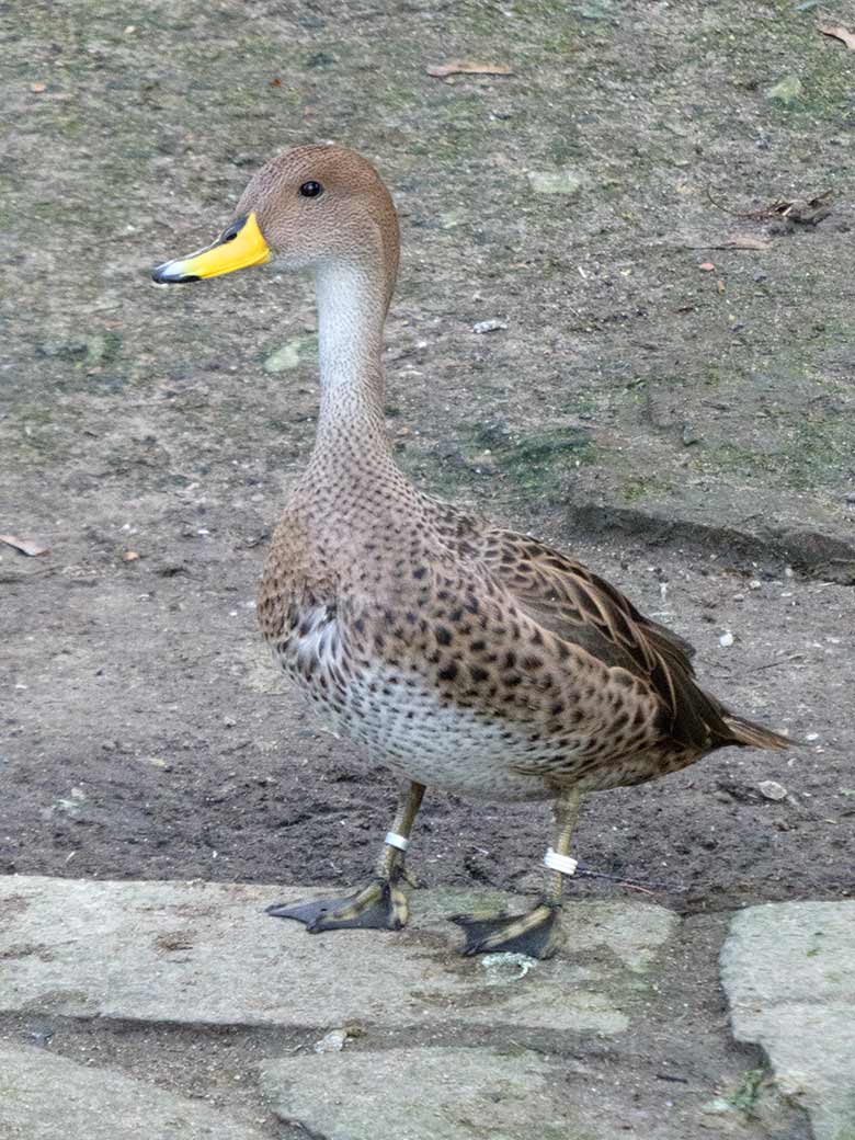 Spitzschwanzente am 15. Januar 2020 auf der Anlage für Wassergeflügel unterhalb des Vogel-Hauses im Wuppertaler Zoo