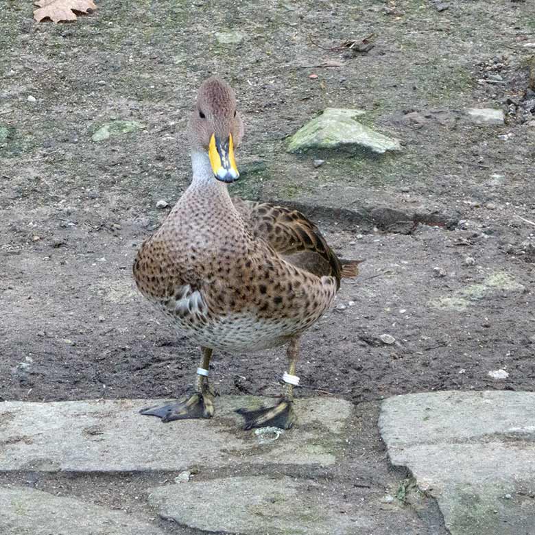 Spitzschwanzente am 15. Januar 2020 auf der Anlage für Wassergeflügel unterhalb des Vogel-Hauses im Grünen Zoo Wuppertal