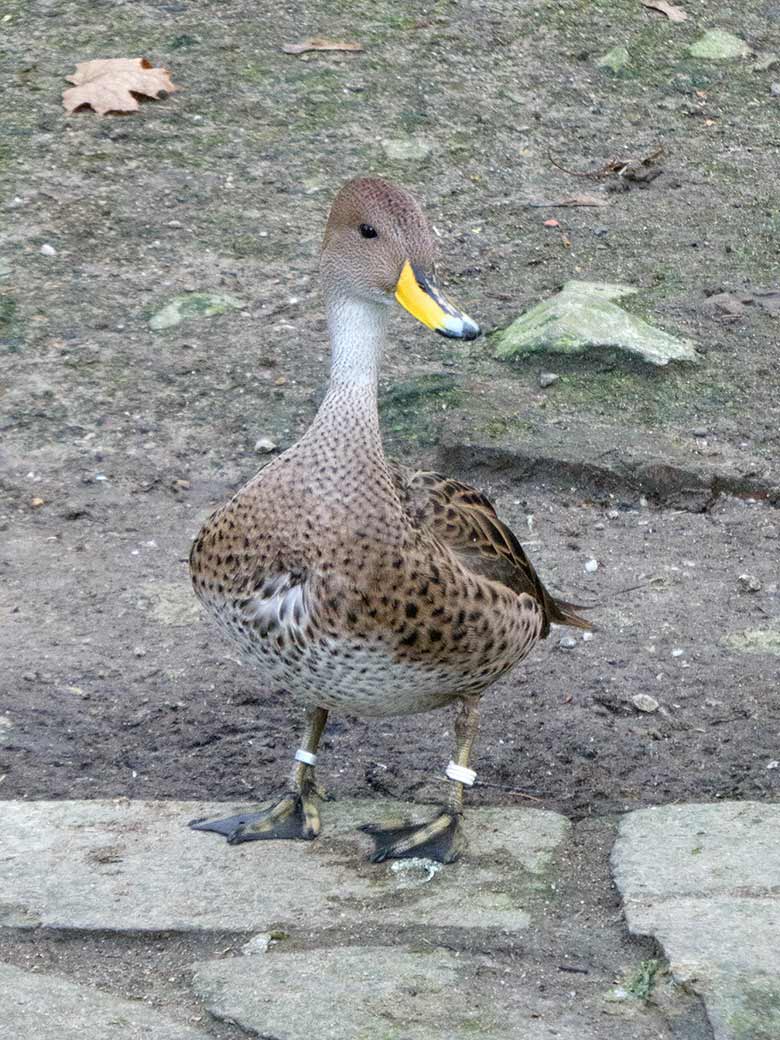 Spitzschwanzente am 15. Januar 2020 auf der Anlage für Wassergeflügel unterhalb des Vogel-Hauses im Zoologischen Garten Wuppertal