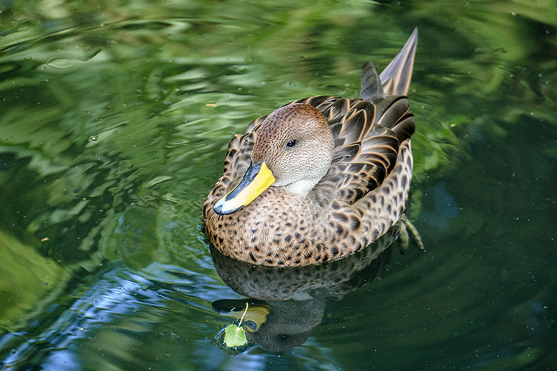 Spitzschwanzente am 1. August 2020 auf der Anlage für Wassergeflügel unterhalb des Vogel-Hauses im Grünen Zoo Wuppertal