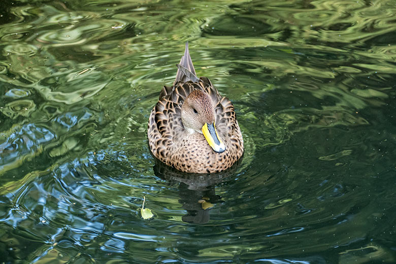 Spitzschwanzente am 1. August 2020 auf der Anlage für Wassergeflügel unterhalb des Vogel-Hauses im Zoologischen Garten der Stadt Wuppertal