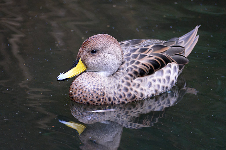 Spitzschwanzente am 8. September 2020 2020 auf der Anlage für Wassergeflügel unterhalb des Vogel-Hauses im Zoologischen Garten Wuppertal