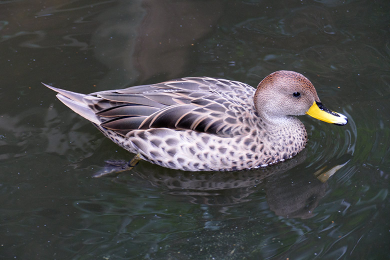 Spitzschwanzenten am 8. September 2020 2020 auf der Anlage für Wassergeflügel unterhalb des Vogel-Hauses im Zoo Wuppertal