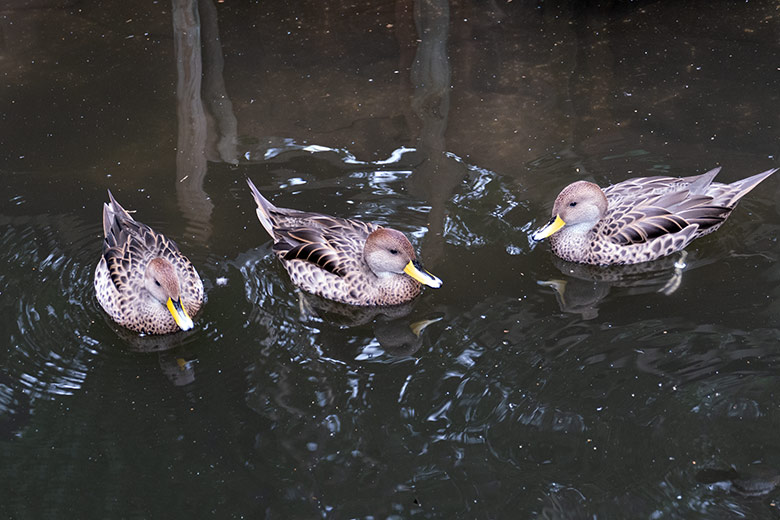 Spitzschwanzente am 8. September 2020 2020 auf der Anlage für Wassergeflügel unterhalb des Vogel-Hauses im Wuppertaler Zoo