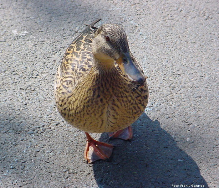 Stockenten im Wuppertaler Zoo im April 2004 (Foto Frank Gennes)