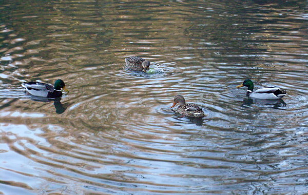 Stockenten im Wuppertaler Zoo im Dezember 2008