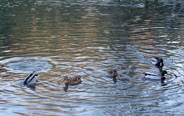 Stockenten im Wuppertaler Zoo im Dezember 2008