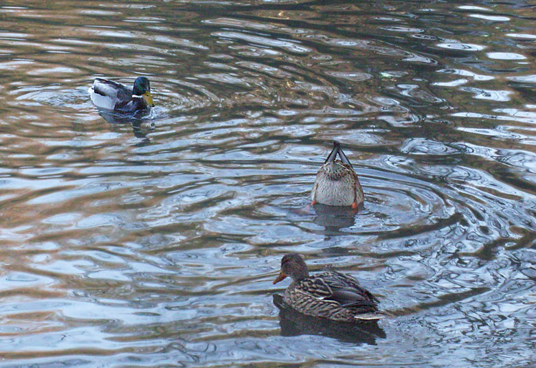 Stockenten im Wuppertaler Zoo im Dezember 2008