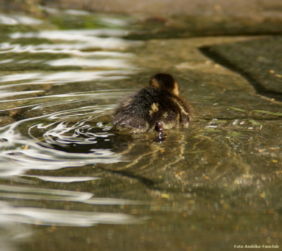 Stockentenküken im Zoologischen Garten Wuppertal im April 2012 (Foto Ambika-Fanclub)