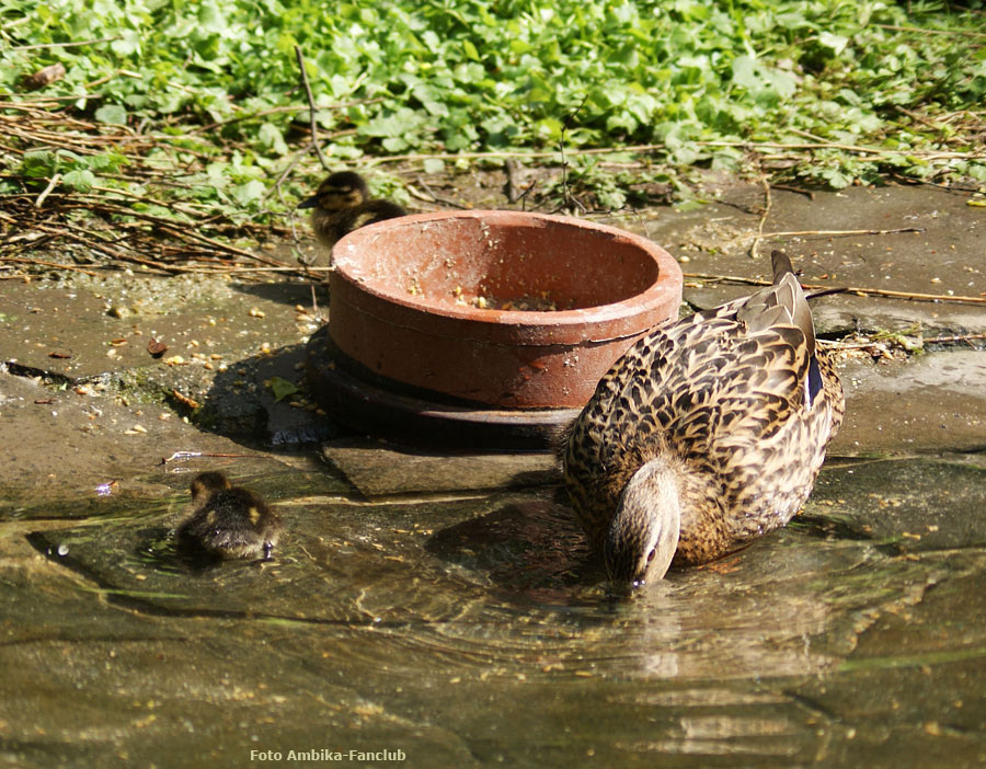 Stockente mit Küken im Wuppertaler Zoo im April 2012 (Foto Ambika-Fanclub)