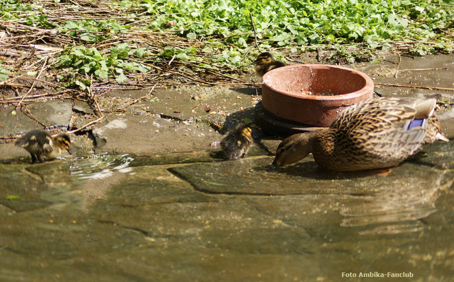 Stockente mit Küken im Zoo Wuppertal im April 2012 (Foto Ambika-Fanclub)