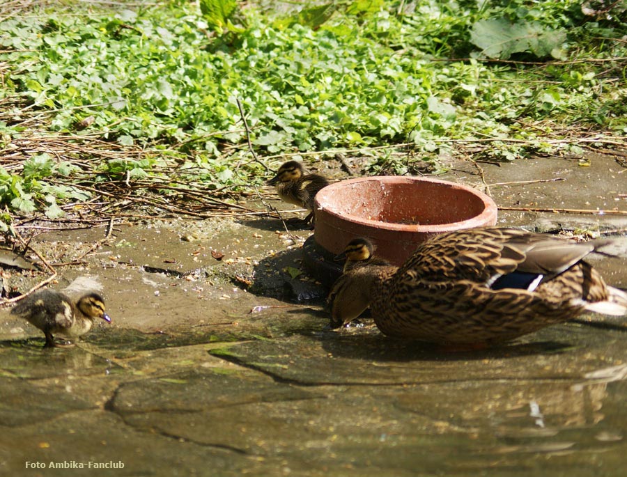 Stockente mit Küken im Zoologischen Garten Wuppertal im April 2012 (Foto Ambika-Fanclub)