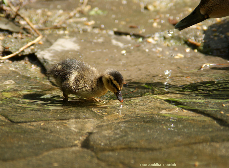 Stockentenküken im Wuppertaler Zoo im April 2012 (Foto Ambika-Fanclub)