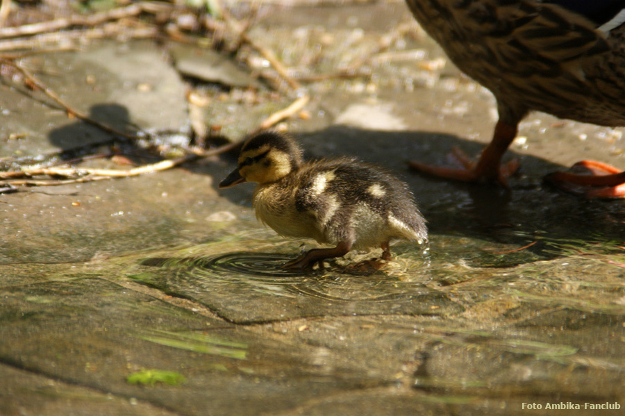 Stockentenküken im Zoo Wuppertal im April 2012 (Foto Ambika-Fanclub)