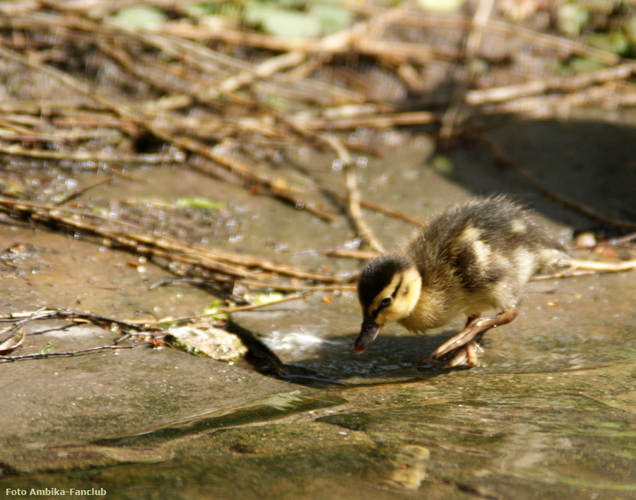 Stockentenküken im Wuppertaler Zoo im April 2012 (Foto Ambika-Fanclub)