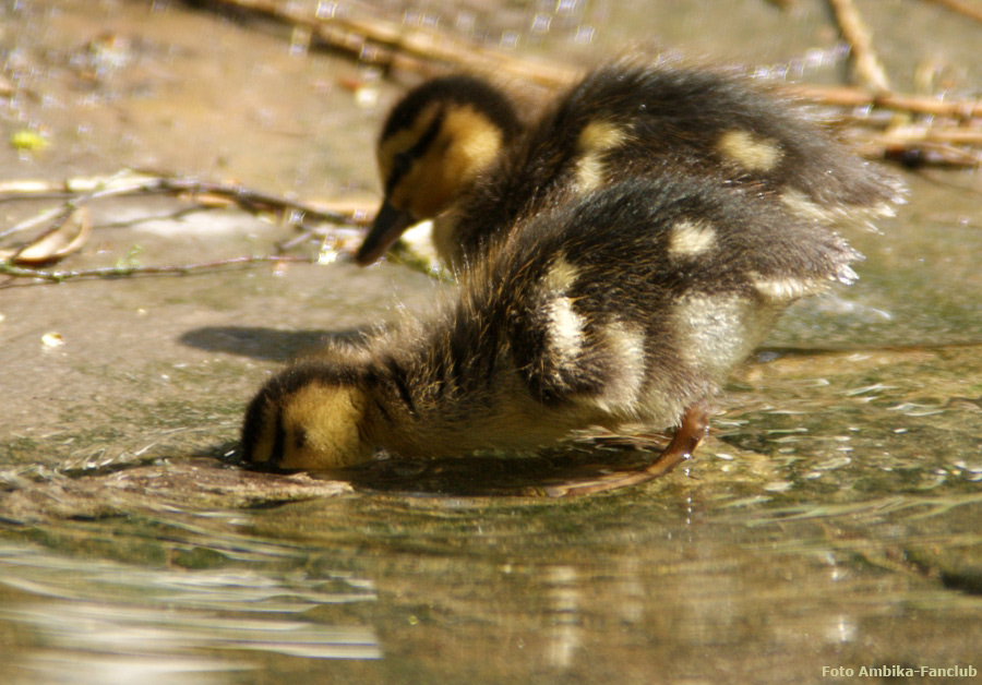 Stockentenküken im Zoologischen Garten Wuppertal im April 2012 (Foto Ambika-Fanclub)