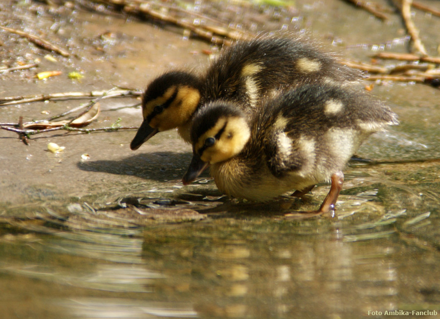 Stockentenküken im Wuppertaler Zoo im April 2012 (Foto Ambika-Fanclub)