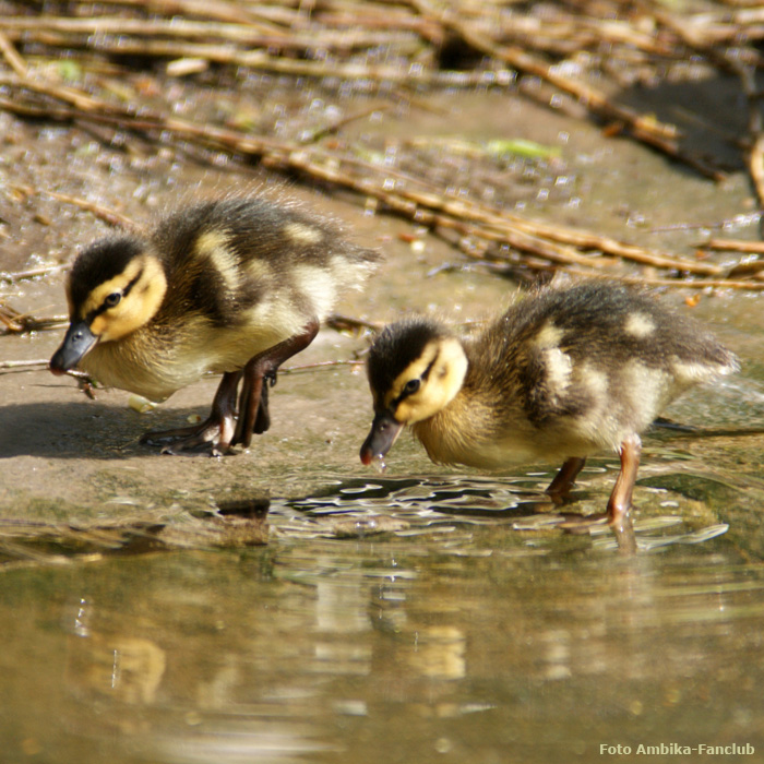 Stockentenküken im Wuppertaler Zoo im April 2012 (Foto Ambika-Fanclub)