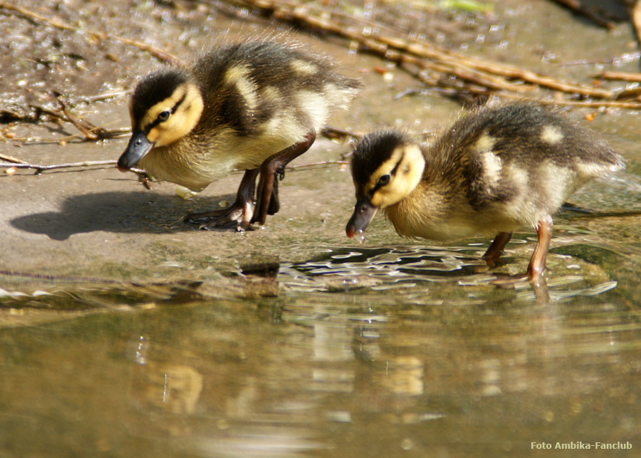 Stockentenküken im Zoo Wuppertal im April 2012 (Foto Ambika-Fanclub)