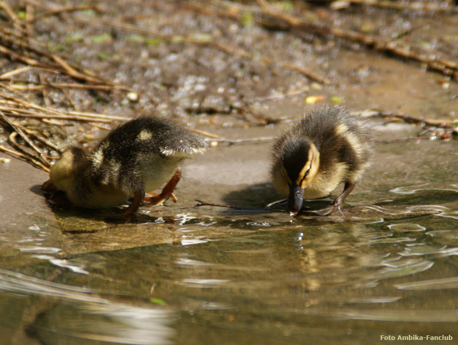 Stockentenküken im Wuppertaler Zoo im April 2012 (Foto Ambika-Fanclub)