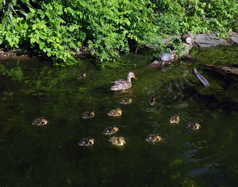 Stockente mit Küken am 20. April 2017 im Zoologischen Garten der Stadt Wuppertal