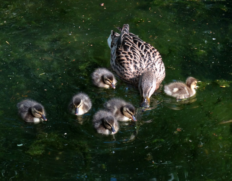 Stockente mit Küken am 20. April 2017 im Wuppertaler Zoo