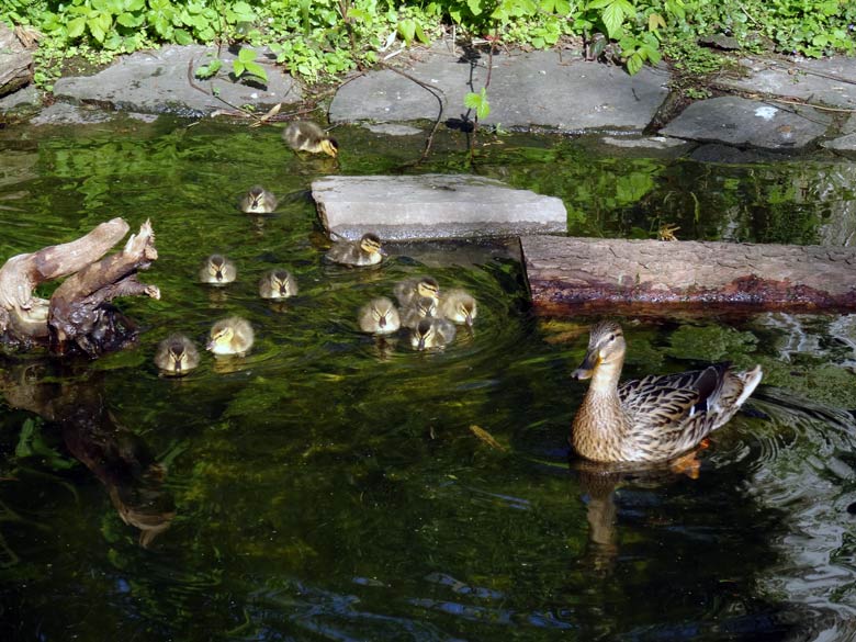 Stockente mit Küken am 20. April 2017 im Grünen Zoo Wuppertal